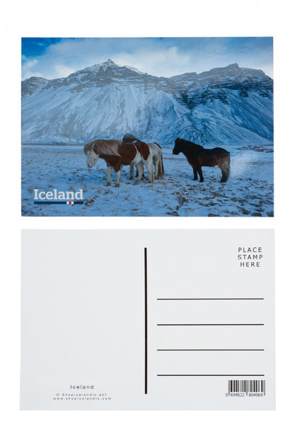 Icelandic sweaters and products - Postcard - Icelandic horses in winter Postcards - Shopicelandic.com