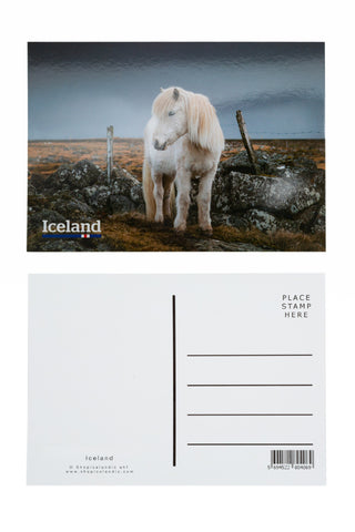 Icelandic sweaters and products - Postcard - Icelandic Horse Postcards - Shopicelandic.com