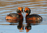 Icelandic sweaters and products - Horned Grebe - Jigsaw Puzzle (500pcs) Puzzle - Shopicelandic.com