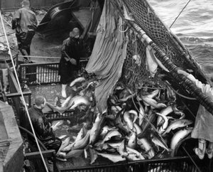 The History of Icelandic Herring Fishing: From Riches to Decline