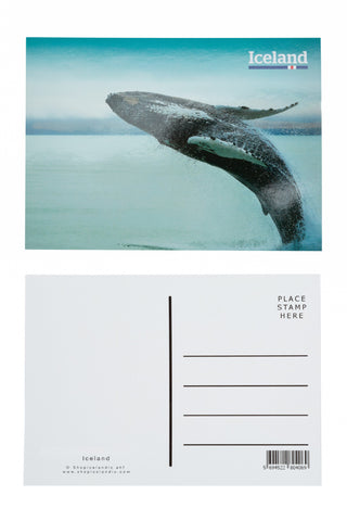 Icelandic sweaters and products - Postcard - Humpback Whale Postcards - Shopicelandic.com