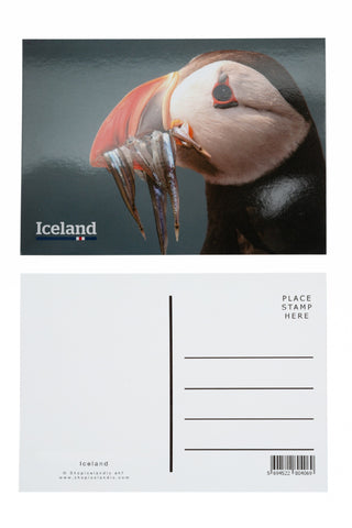 Icelandic sweaters and products - Postcard - Puffin (Fratercula arctica) Postcards - Shopicelandic.com