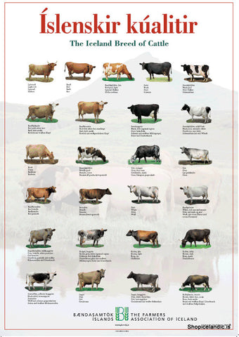 Icelandic sweaters and products - The Iceland Breed of Cattle - Poster (S) Poster - Shopicelandic.com