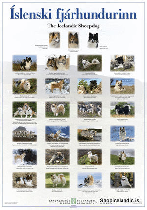 Icelandic sweaters and products - The Icelandic Sheepdog - Poster (L) Poster - Shopicelandic.com