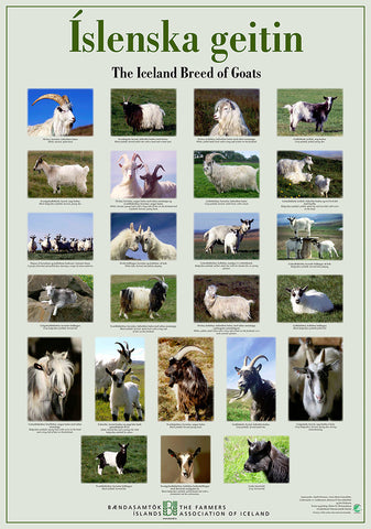 Icelandic sweaters and products - The Iceland Breed of Goats - Poster (S) Poster - Shopicelandic.com
