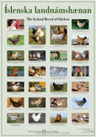 Icelandic sweaters and products - The Iceland Breed of Chicken - Poster (S) Poster - Shopicelandic.com
