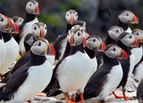 Icelandic sweaters and products - The Puffin - Jigsaw Puzzle (500pcs) Puzzle - Shopicelandic.com